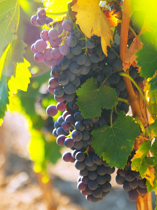 winery in mallorca